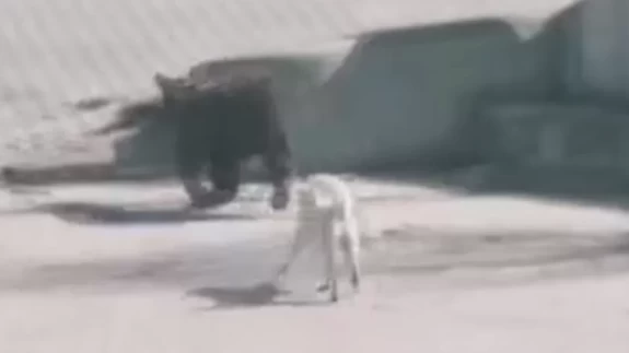 Çankırı'da ilginç kovalamaca: Köpekler ayıyı sokaklarda koşturdu!