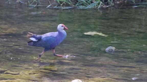 Kızılırmak Deltası’nda ender rastlanan misafir: Saz Horozu