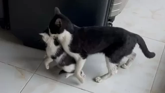 Anne kedinin, yavrularını dükkana getirme anı güvenlik kamerasına yansıdı