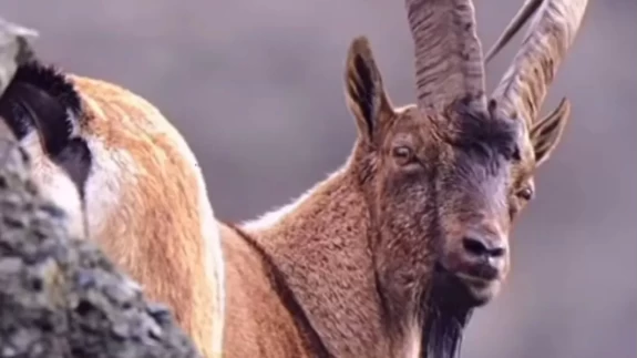 Artvin Deriner Barajı'nda yaban keçileri görüntülendi