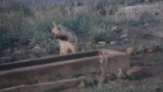 Hatay'da çizgili sırtlan görüntülendi