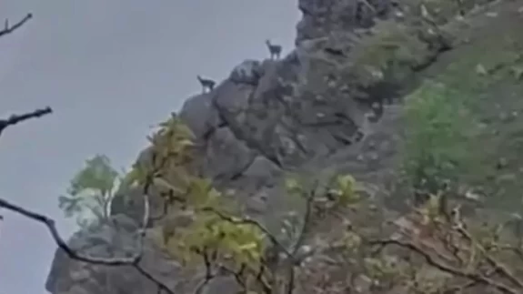 Yaban hayatından nadir kareler! Yağmur altında görüntülendiler