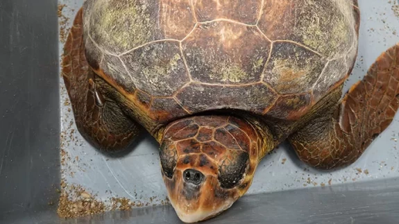 İki kaplumbağanın göç serüveni kilometre kilometre çözüldü