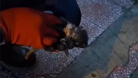 Yavrusunu ağzında taşıyıp yardım istedi! Anne kedinin duygusal mücadelesi kamerada