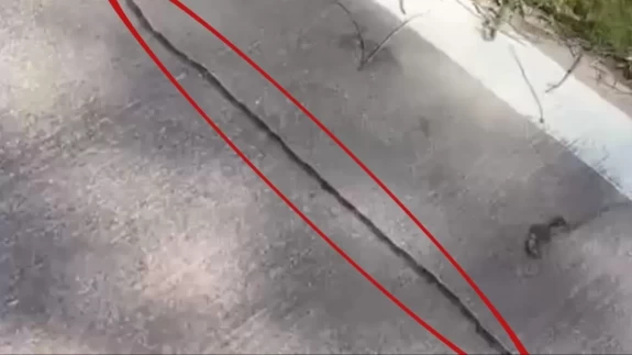 İstanbul'da ilk kez görüldü! Sakın dokunmayın uyarısı