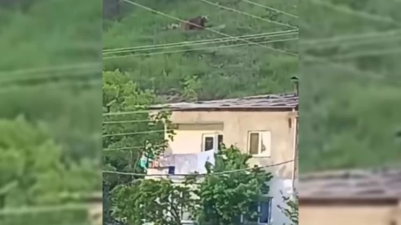 Gümüşhane’de gündüz vakti ayı paniği