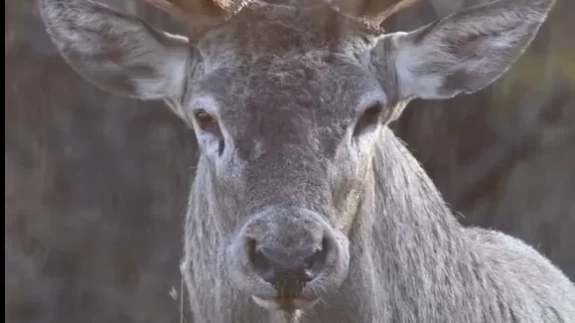 Sürpriz karşılama: "Hoş geldin" der gibi baktı, sonra olanlar oldu