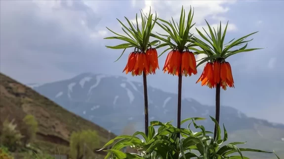 "Ağlayan Gelin" Ters Lale, Tunceli'de çiçek açtı