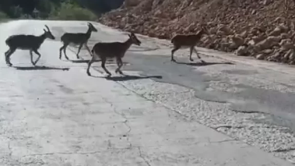 Gümüşhane'de vaşak ve dağ keçileri yollara indi