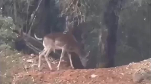 Alageyikler yeni yaşam alanlarında doğayla bütünleşti