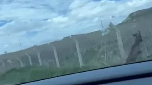 Yozgat'ta karacanın tel örgülerle imtihanı