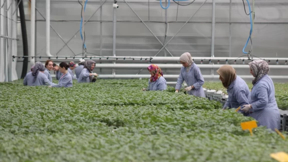 Samsun'da üretilen fideler 5 ülkeye ihraç ediliyor