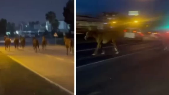 Mersin'de karayoluna çıkan atlar trafiği karıştırdı