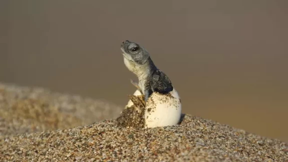Nesli tükenme tehlikesindeki caretta caretta yavruları denize ulaştı