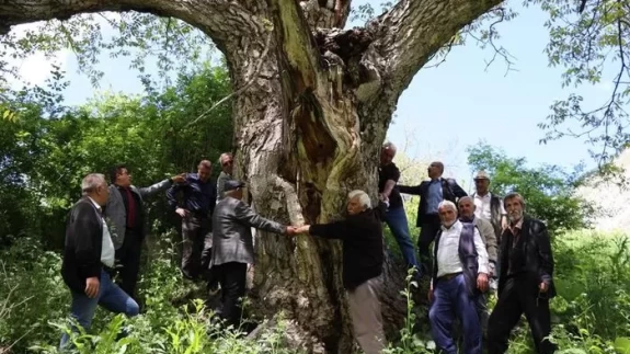Erzurum'da 350 yıllık ceviz ağacı hala meyve vererek şaşırtıyor