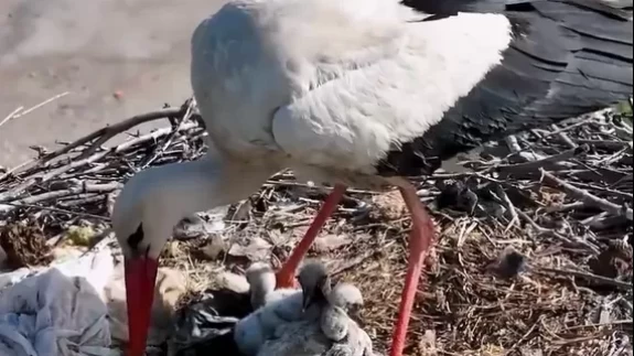 Erzincan’da göç etmeyen leylekler anne oldu
