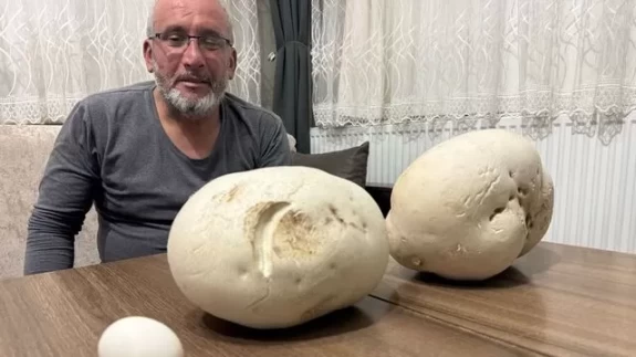 Isparta kırsalında 2,5 kiloluk dev mantar görenleri şaşırttı