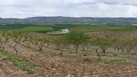 Batman'da fındık dikim alanı 2 katına çıktı!