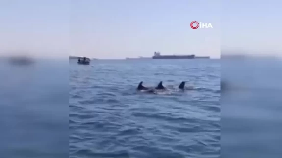 Küçükçekmece açıklarında yunuslardan görsel şölen