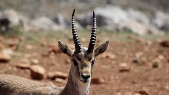 Hatay’da kurulan merkez, gazella gazella türünü korumaya aldı