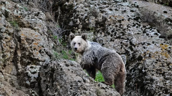 Ayı saldırısından köpekler sayesinde kurtuldu