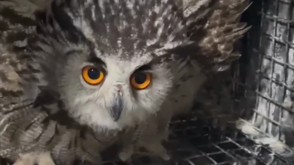 Yaralı Puhu'nun tedavisi sürüyor