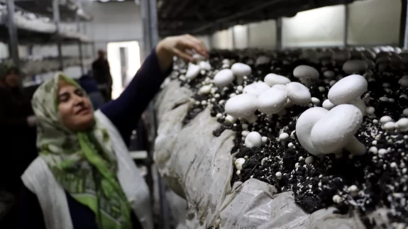 Gıda mühendisi oğlu sayesinde 53 yaşında mantar üreticisi oldu