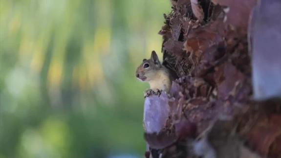 Bahçesinde bitkin halde bulduğu sincaba evinde özenle bakıyor