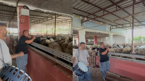 Kurbanlıklara davullu zurnalı konser