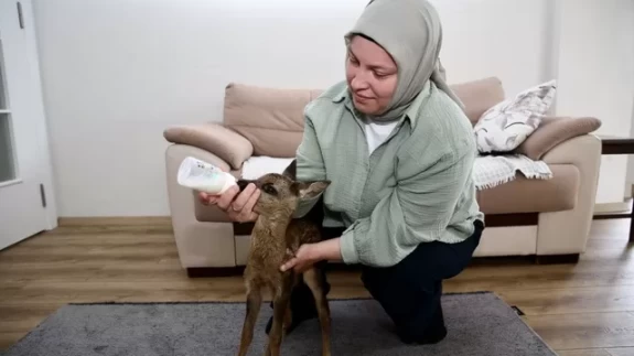 Yavru karaca gönüllü bakım sayesinde hayata tutunuyor