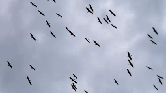 Sürü leyleklerin görüntülenmesi doğa dostlarını heyecanlandırdı