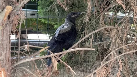 Kargalar alçaktan uçarak yaralı arkadaşlarının yerini haber verdi