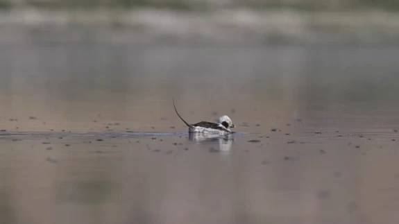 Gaziantep'te ilk defa görülen kuş, ilgi çekti