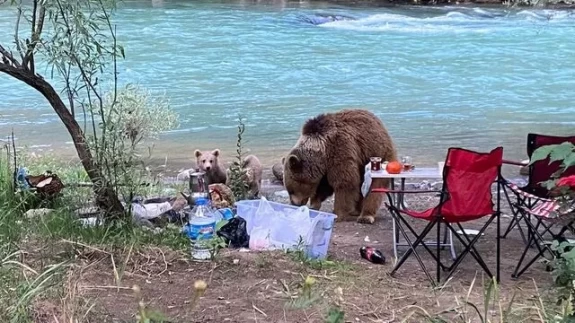 Ayı ailesi piknik yapan ailenin sofrasına indi