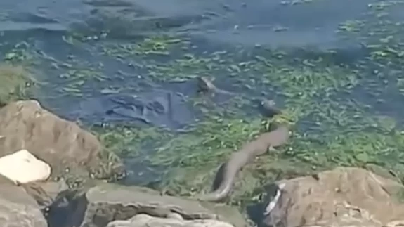 Sekapark'ta büyük bir yılan görüldü: O anlar kameraya yansıdı