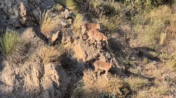 Gümüşhane dağlarının süsü yaban keçileri şehrin de süsü oldu