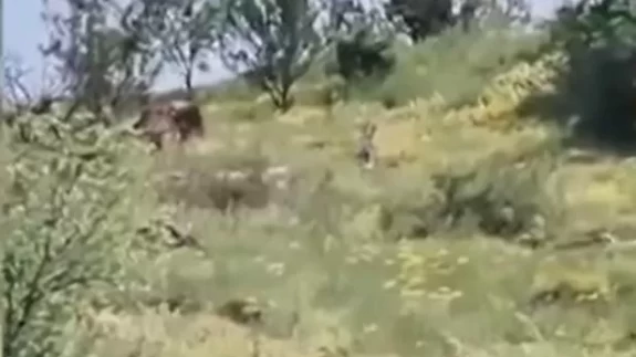 Et kokusunu aldı, şehir merkezine kadar geldi