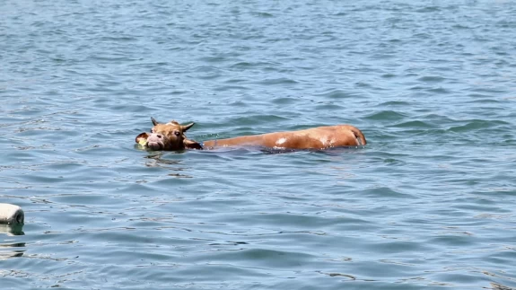 Kurbanlık özgürlüğe kulaç attı: Giresun’da deniz kaçışı!