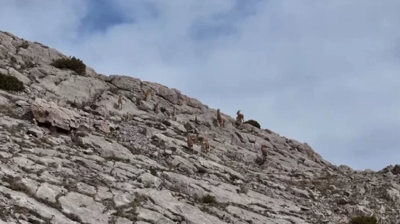 Erzincan’da dağ keçileri havadan görüntülendi