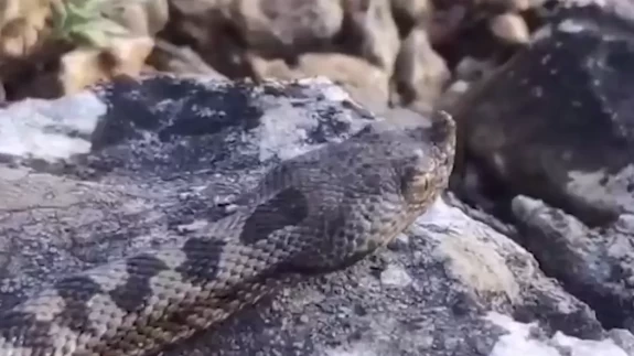 Karabük'te burunlu engerek görüldü