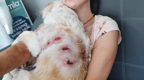 Genç kadın kangalların saldırısına uğradı