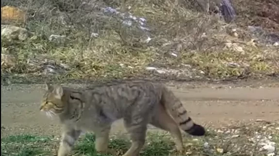 Yaban kedisi iş başında: "Tehlike yoksa keyif zamanı"