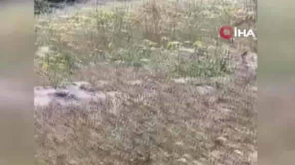 Yılanların dansını çekmek istedi! Az daha canından oluyordu