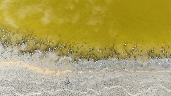 Ulaş Gölü'nde alarm zilleri çalıyor! Su seviyesi gözle görülür şekilde düştü