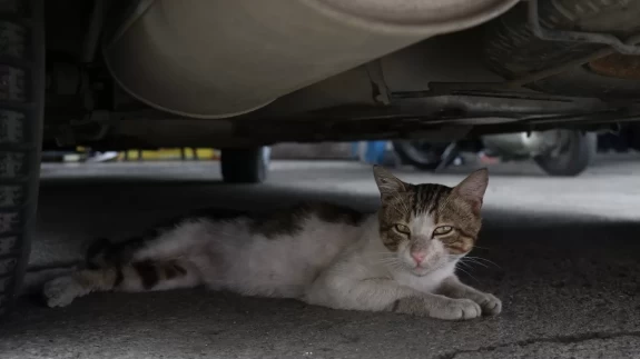 Sanayi sitesinin maskotu "psikopat" kedi