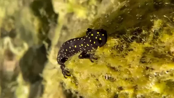 Yüzlerce sarı benekli Türk semenderi keşfedildi