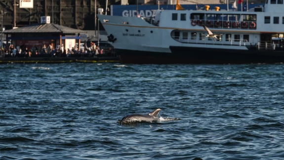 İstanbul Boğazı'nda yunuslar görüntülendi