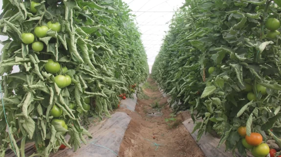 Kıraç topraklarda yılda 100 ton domates üretiliyor