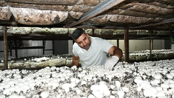 Devlet desteğiyle kurduğu tesiste yıllık 600 ton mantar üretimi yapıyor