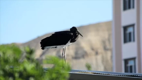 Nadir görülen kara leylek Malatya'da ortaya çıktı